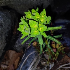Euphorbia hylonoma