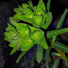 Euphorbia hylonoma