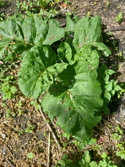 Arctium