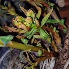 Euphorbia hylonoma