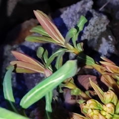 Euphorbia hylonoma