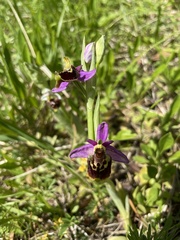 Ophrys fuciflora