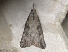 Hypena humuli