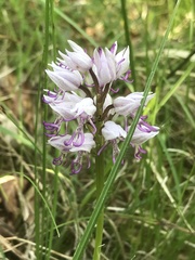 Orchis simia