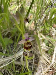 Ophrys fuciflora