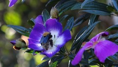 Pleroma heteromallum