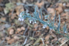 Mertensia lanceolata