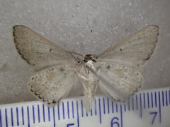 Nearcha dasyzona