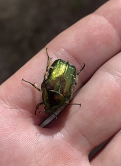 Cetonia aurata aurata