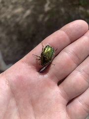 Cetonia aurata aurata