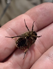 Cetonia aurata aurata