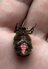 Cetonia aurata aurata