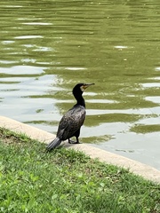 Phalacrocorax carbo
