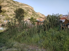 Austrocylindropuntia subulata