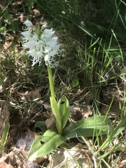 Orchis simia