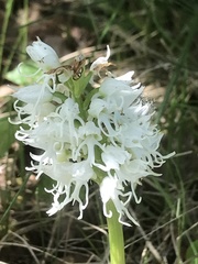 Orchis simia