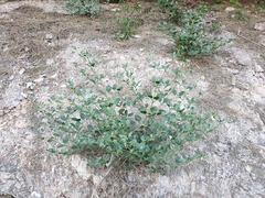 Zygophyllum fabago
