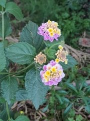 Lantana