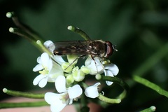 Platycheirus scutatus
