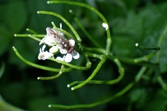 Platycheirus scutatus