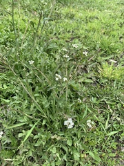 Capsella bursa-pastoris