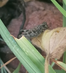 Aiolopus thalassinus