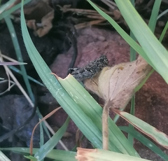 Aiolopus thalassinus