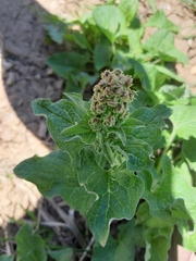 Blitum bonus-henricus