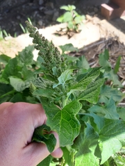 Blitum bonus-henricus