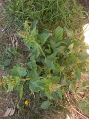 Blitum bonus-henricus