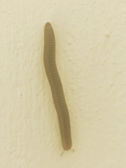 Pachyiulus flavipes