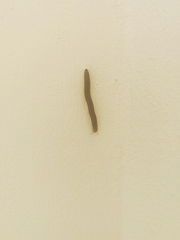 Pachyiulus flavipes