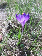 Crocus heuffelianus scepusiensis