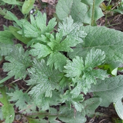 Leonurus quinquelobatus