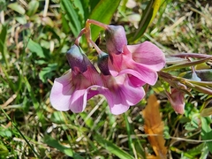 Lathyrus linifolius