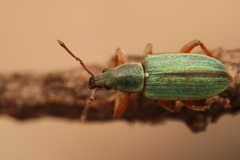Polydrusus impar