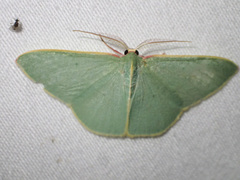 Chlorocoma assimilis
