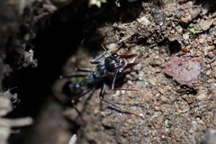 Myrmecia pyriformis