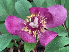 Paeonia mascula
