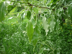 Pyrus georgica