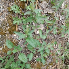 Dracocephalum nutans