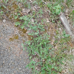 Dracocephalum nutans