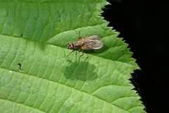 Muscidae