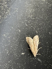 Ephestia elutella