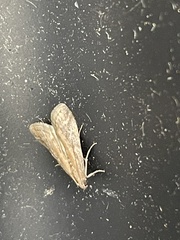 Ephestia elutella