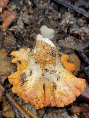 Ramaria capitata ochraceosalmonicolor