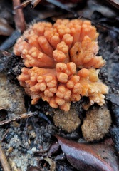 Ramaria capitata ochraceosalmonicolor