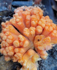 Ramaria capitata ochraceosalmonicolor
