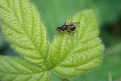 Muscidae