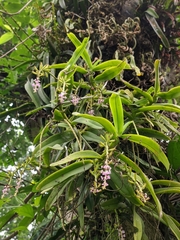 Smitinandia micrantha